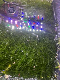 Aquatic Moss