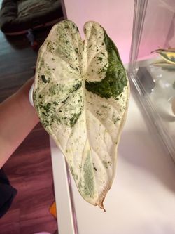 Dragon Scale Mint Alocasia pup