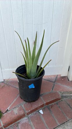 Aloe Vera