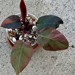 Philodendron Pink Princess Tricolor Fire Princess Variegated 