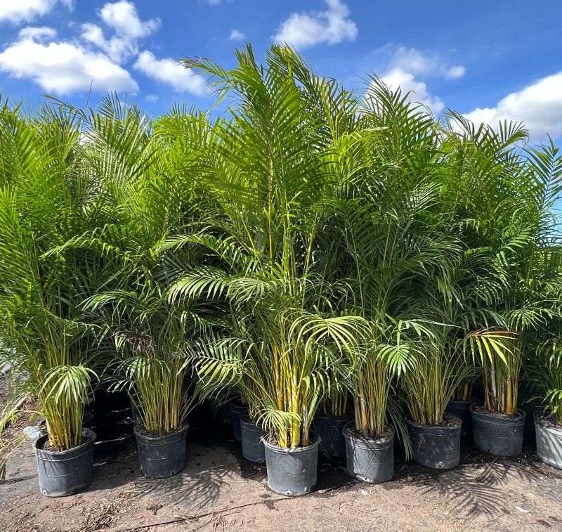 Arecas About 7 Feet Tall Instant Privacy Hedge For Fence Over The Pot Only$35 Best Price 30 Qty