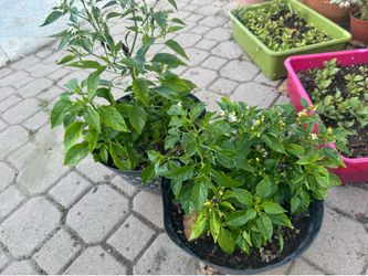 Dwarf Thai chilli fruiting