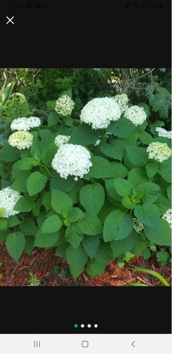 Hydrangea Annabelle (perennial)