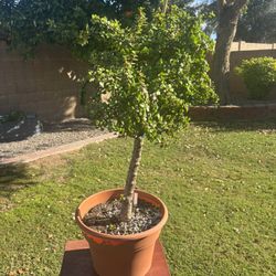 Large Potted ELEPHANT FOOD Plant