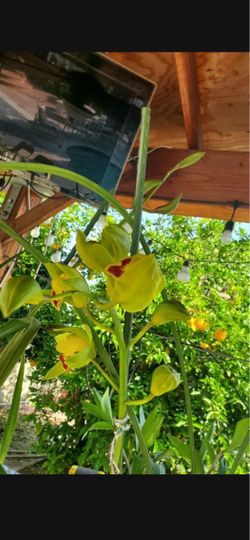 Cymbidium Orchid