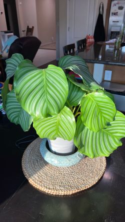 Plant