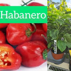Habanero  Plant  🪴  3gal  