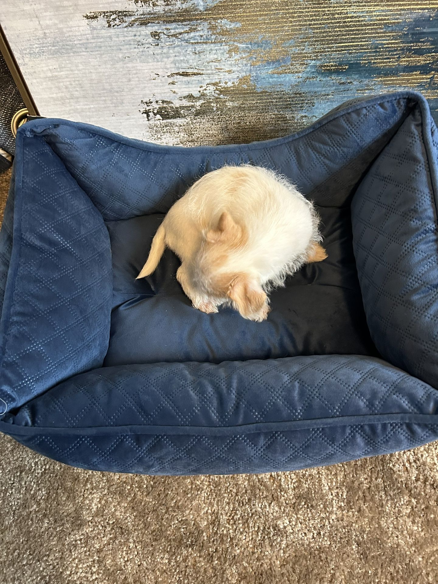 Brand New Bed Very Small