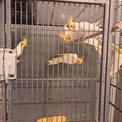  40 cages for Kacatiel  Good Price.