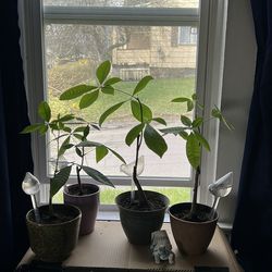 LIVE PLANTS - Money Trees for sale