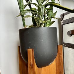 Pot On Wood Stand Includes Plants! 