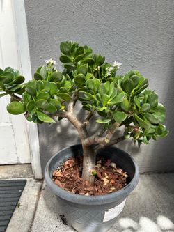 Potted Jade Plant