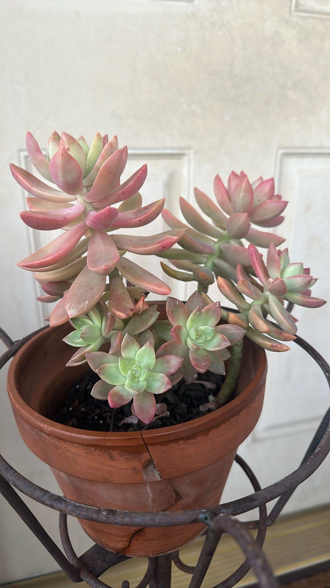 Golden Sedum Plant