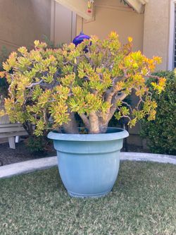 Jade plant