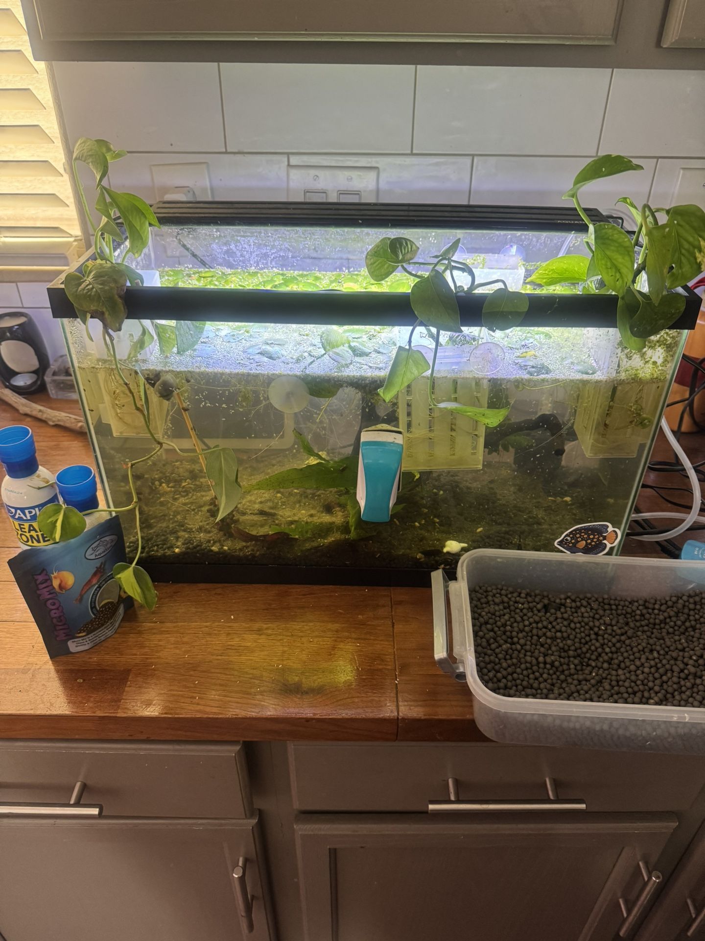 Fish Tank