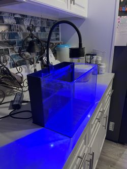 Pico Reef Tank
