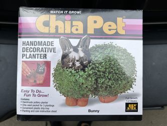 Bunny Chia pet