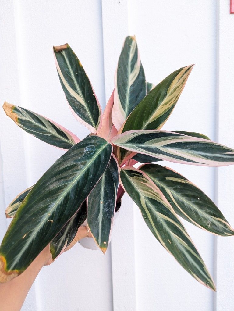 Stromanthe Triostar Plant 4" Pot - Indoor House Plants