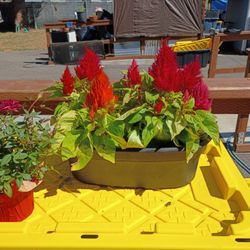 4 Flowers Moving Need To Sell