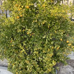 Calamansi Fruit