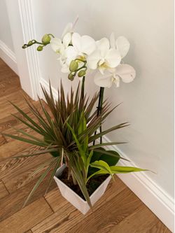 Live orchid plant