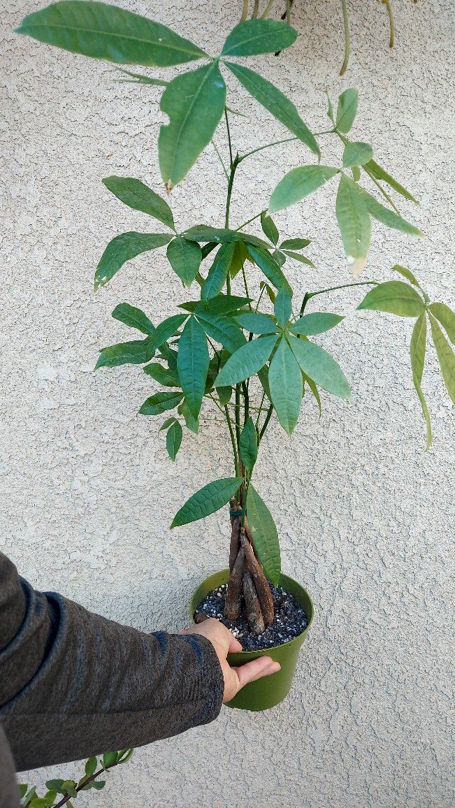Braided Money Tree Plant $25