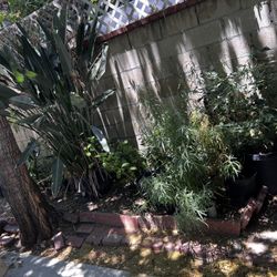 Plants 