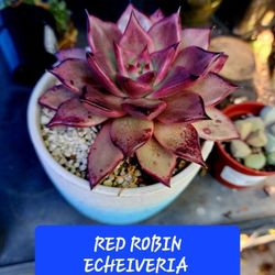 GNOME AND FAIRY GARDEN ITEMS $4 TO $10  SAN LORENZO