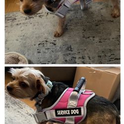 Service Vest For Pet Dog