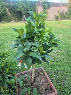 Dwarf seedless Mandarin tree