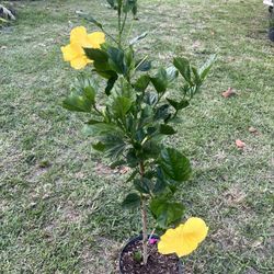 HIBISCUS (10” Pot Size) Attractive Flower, Bold & Beautiful 