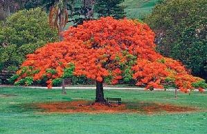 Poinciana (Flamboyant)