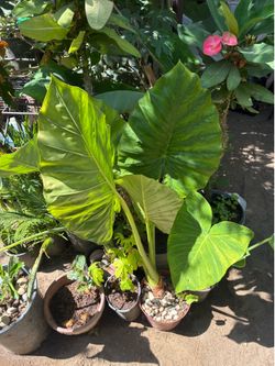 Plant