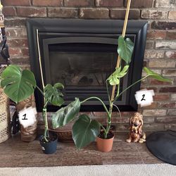 Plants For Sale - Prices In Description 