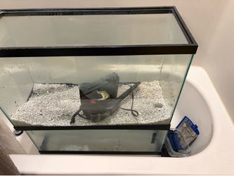 Fish tanks