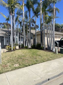 Palm Trees