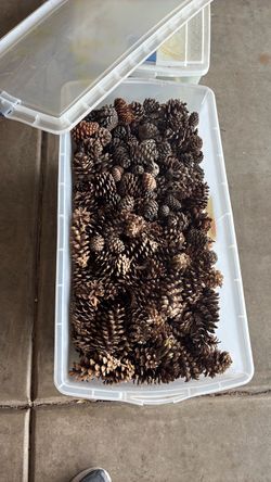 Pinecones