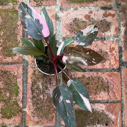 Pink Princess Philodendron Rare plant  Thumbnail