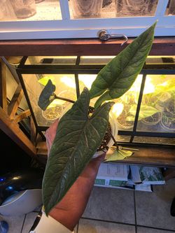 Alocasia Azlani