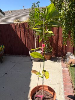 Southern Magnolia Tree ready to be planted $25