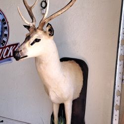 deer mount half body 