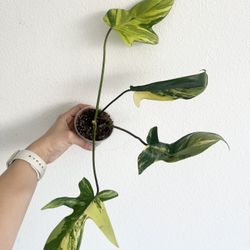 Philodendron Florida Beauty 