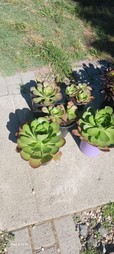 Beautiful Succulents 3 For $5