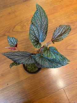 Begonia Maculata (angle wing)