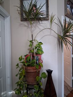 Planta. Vive Adentro De Casa.