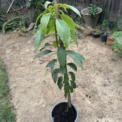 Tree - Young Avocado Plant on a 12” Pot. Over 4 Feet Tall. ONLY: $25 !!