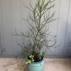 Beautiful Ceramic Pot With Fire Stick Plant And Companion Plantings