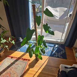 Philodendron Emerald Green