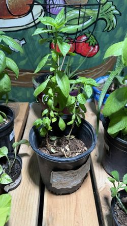 Basil plants