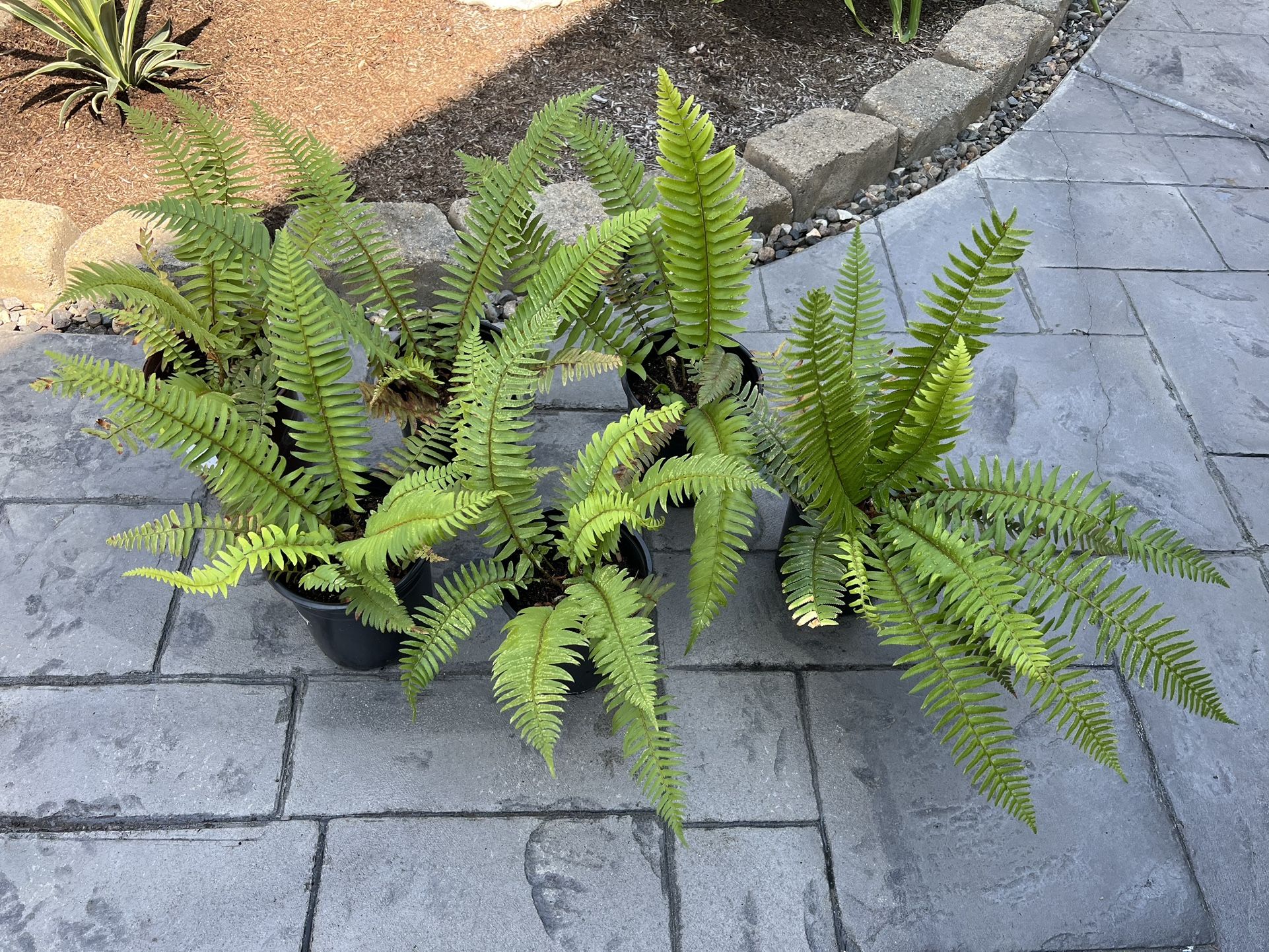 6 fern Plants